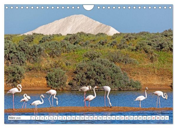 Produktbild: Die Sandalgarve - Der flache K&uuml;stenabschnitt im S&uuml;dosten Portugals (Wandkalender 2026 DIN A4 quer), CALVENDO Monatskalender