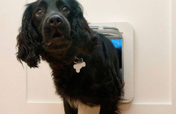 Produktbild: SureFlap Mikrochip Pet door Haustierklappe Braun 1St.