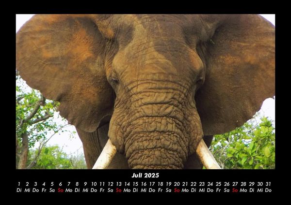 Produktbild: Der Elefantenkalender 2025 Fotokalender DIN A3