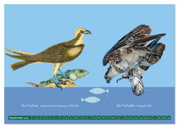 Produktbild: Vom Reiger zum Reiher (Tischkalender 2026 DIN A5 quer), CALVENDO Monatskalender