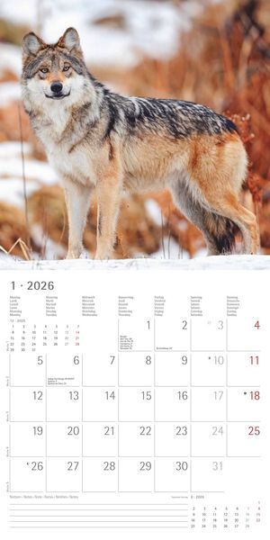 Produktbild: Wölfe 2026 - Broschürenkalender 30x30 cm (30x60 geöffnet) - Kalender mit Platz für Notizen - Wolves - Bildkalender - Wandplaner - Alpha Edition