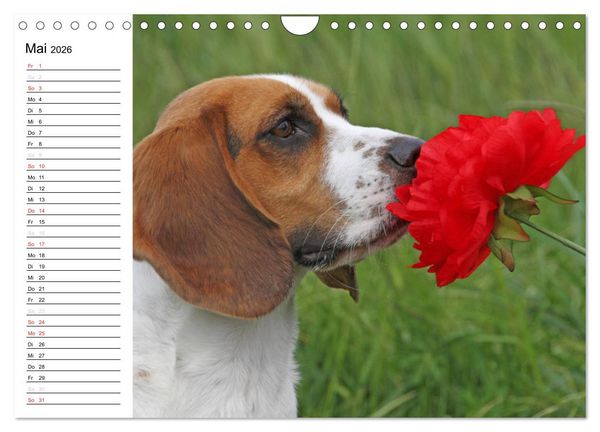 Produktbild: DER BEAGLEige TERMINPLANER (Wandkalender 2026 DIN A4 quer), CALVENDO Monatskalender