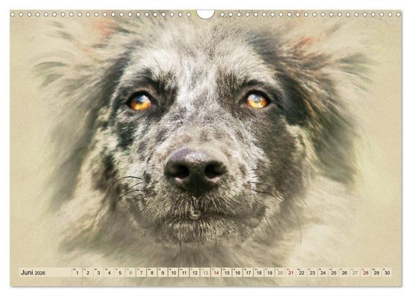 Produktbild: Altdeutsche H&uuml;tehunde 2026 (Wandkalender 2026 DIN A3 quer), CALVENDO Monatskalender