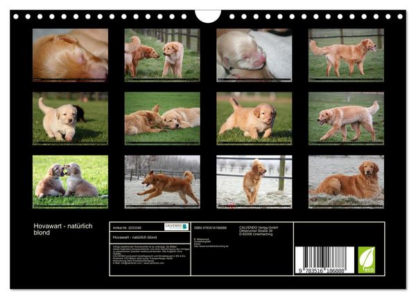 Produktbild: Hovawart - nat&uuml;rlich blond (Wandkalender 2026 DIN A4 quer), CALVENDO Monatskalender