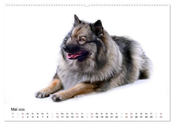 Produktbild: Der Wolfsspitz (Wandkalender 2026 DIN A2 quer), CALVENDO Monatskalender