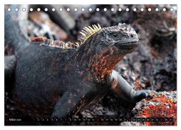 Produktbild: Galapagos Archipel- Faszination Tierwelt (Tischkalender 2026 DIN A5 quer), CALVENDO Monatskalender