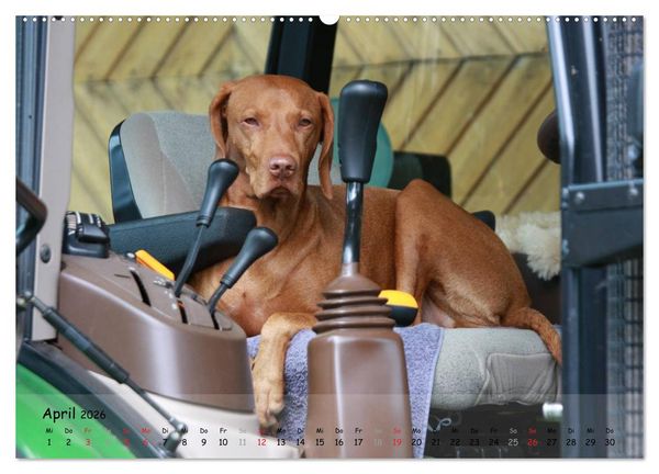 Produktbild: Magyar Vizsla - pure Lebensfreude (hochwertiger Premium Wandkalender 2026 DIN A2 quer), Kunstdruck in Hochglanz