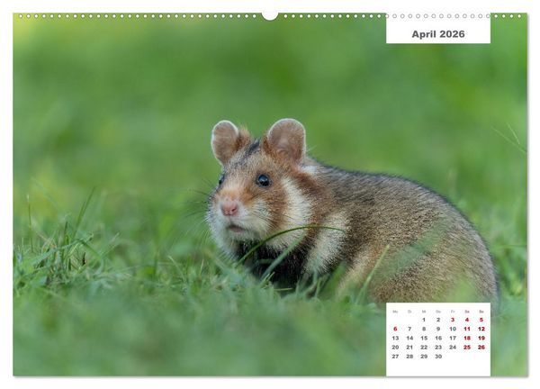 Produktbild: Zwei Tierfotografen Zw&ouml;lf Highlights (Wandkalender 2026 DIN A2 quer), CALVENDO Monatskalender