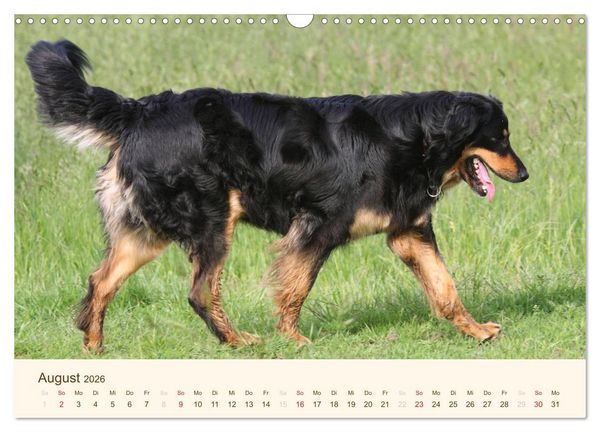 Produktbild: Hovawarte - einmal anders (Wandkalender 2026 DIN A3 quer), CALVENDO Monatskalender