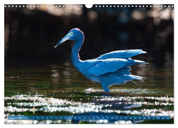 Produktbild: Blaureiher und Dreifarbenreiher (Wandkalender 2026 DIN A3 quer), CALVENDO Monatskalender