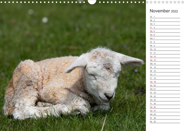 Produktbild: Deichschafe (Wandkalender 2022 DIN A3 quer)