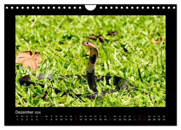 Produktbild: SUMATRA Abenteuer Regenwald (Wandkalender 2026 DIN A4 quer), CALVENDO Monatskalender