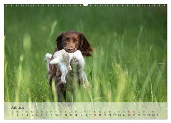 Produktbild: Treue Jagdgef&auml;hrten Der kleine M&uuml;nsterl&auml;nder (hochwertiger Premium Wandkalender 2026 DIN A2 quer), Kunstdruck in Hochglanz