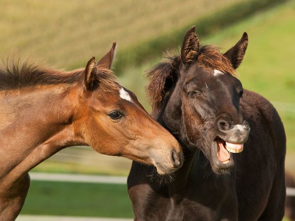 Produktbild: CALVENDO Puzzle Rheinl&auml;nder Warmblut Fohlen 1000 Teile Lege-Gr&ouml;&szlig;e 64 x 48 cm Foto-Puzzle Bild von Meike B&ouml;lts
