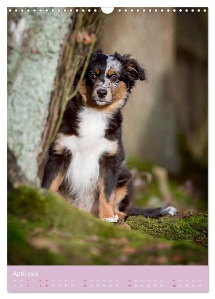 Produktbild: Tierkinder Hunde und Katzen (Wandkalender 2026 DIN A3 hoch), CALVENDO Monatskalender