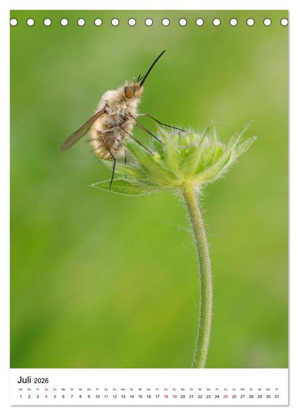 Produktbild: Insekten,Sch&ouml;nheiten der Natur (Tischkalender 2026 DIN A5 hoch), CALVENDO Monatskalender