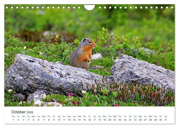 Produktbild: Icefields Parkway in Canada (Wall Calendar 2026 DIN A4 landscape), CALVENDO 12 Month Wall Calendar