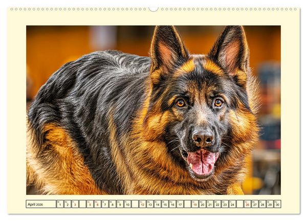 Produktbild: Deutscher Sch&auml;ferhund. Familienheld, Sportskanone und loyaler Diensthund (hochwertiger Premium Wandkalender 2026 DIN A2 quer), Kunstdruck in Hochglanz