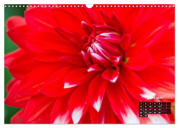 Produktbild: Im Herzen der Dahlie (Wandkalender 2026 DIN A3 quer), CALVENDO Monatskalender