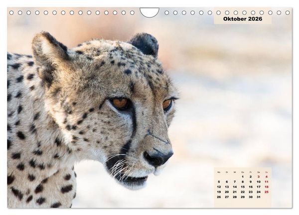 Produktbild: Raubkatzen - L&ouml;we, Gepard, Leopard (Wandkalender 2026 DIN A4 quer), CALVENDO Monatskalender
