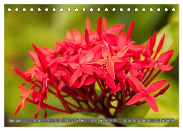 Produktbild: Blumenpracht der Welt (Tischkalender 2026 DIN A5 quer), CALVENDO Monatskalender