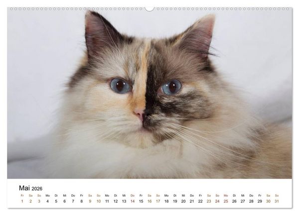 Produktbild: Ragdolls (Wandkalender 2026 DIN A2 quer), CALVENDO Monatskalender
