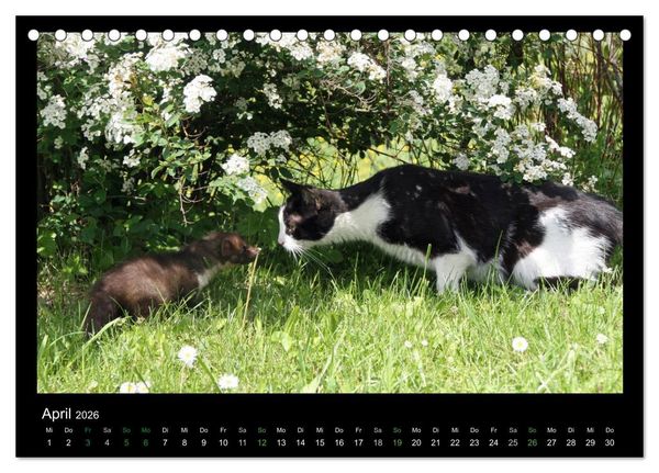 Produktbild: Marderkinder (Tischkalender 2026 DIN A5 quer), CALVENDO Monatskalender