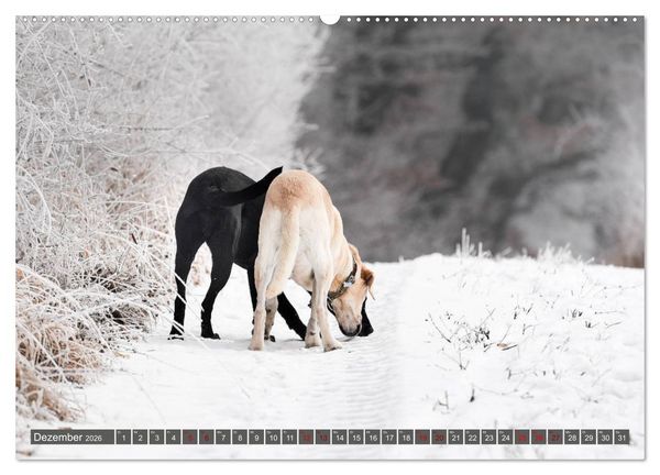 Produktbild: Labrador Trio - 3 Farben, 3 Freunde (hochwertiger Premium Wandkalender 2026 DIN A2 quer), Kunstdruck in Hochglanz