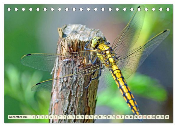 Produktbild: Farbenpracht der Insekten (Tischkalender 2026 DIN A5 quer), CALVENDO Monatskalender