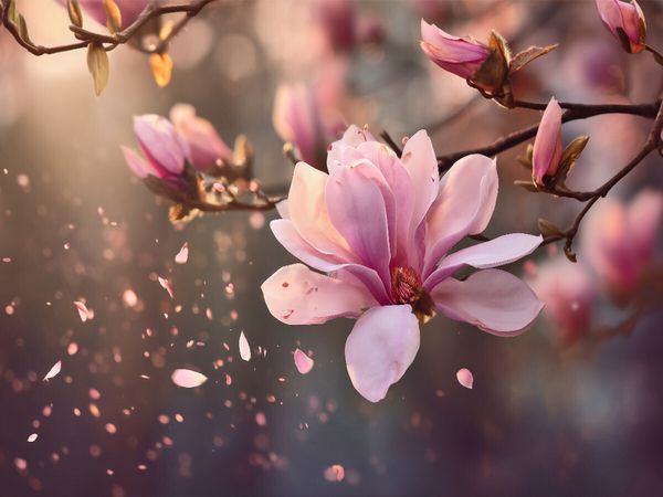 CALVENDO Puzzle Magnolienduft | 1000 Teile Lege-Größe 64x48cm Foto-Puzzle für glückliche Stunden, Sonstige von , Calvendo Puzzle, 4070714801398