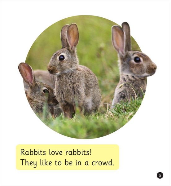 Produktbild: Pet Rabbits (Set 8)
