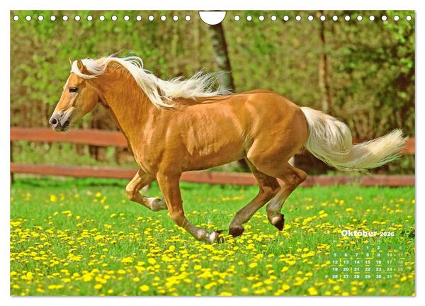 Produktbild: Haflinger: Die blonden Pferde von der Alm (Wandkalender 2026 DIN A4 quer), CALVENDO Monatskalender