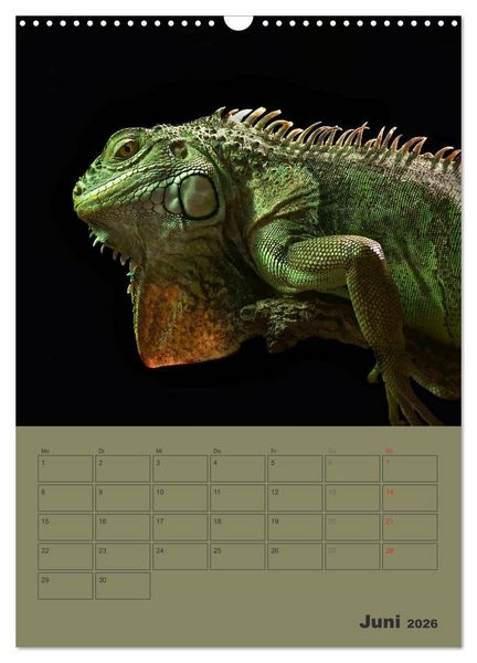 Produktbild: Minidrachen - Die kleinen Nachkommen der Urzeitmonster (Wandkalender 2026 DIN A3 hoch), CALVENDO Monatskalender