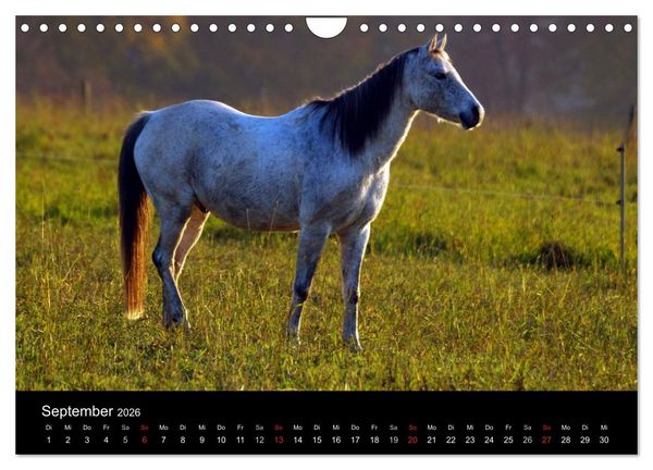 Produktbild: Faszination Pferde (Wandkalender 2026 DIN A4 quer), CALVENDO Monatskalender