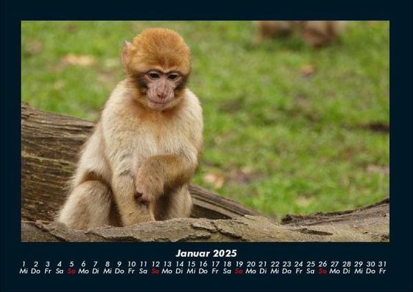 Produktbild: Welt der Affen 2025 Fotokalender DIN A4