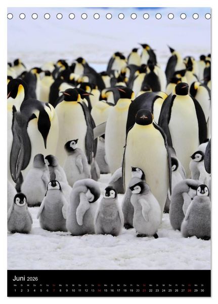 Produktbild: Pinguine - Wackeln im Thermo-Frack (Tischkalender 2026 DIN A5 hoch), CALVENDO Monatskalender