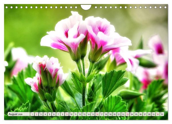 Produktbild: Pelargonien. Die Klassiker unter den Bl&uuml;hwundern (Wandkalender 2026 DIN A4 quer), CALVENDO Monatskalender