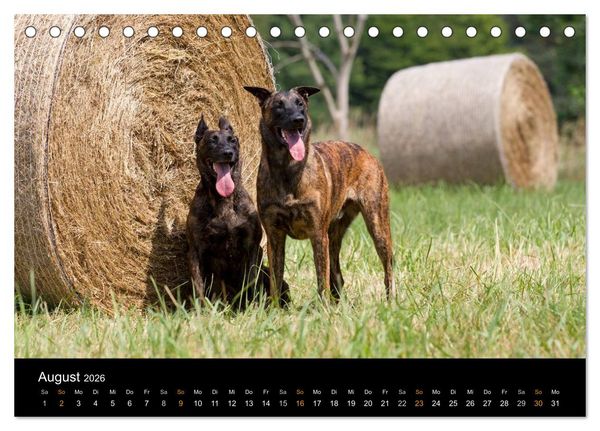 Produktbild: Holl&auml;ndischer Sch&auml;ferhund (Tischkalender 2026 DIN A5 quer), CALVENDO Monatskalender