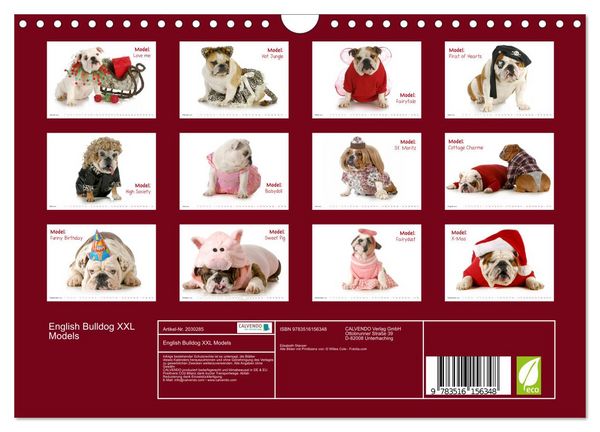 Produktbild: English Bulldog XXL Models (Wandkalender 2026 DIN A4 quer), CALVENDO Monatskalender
