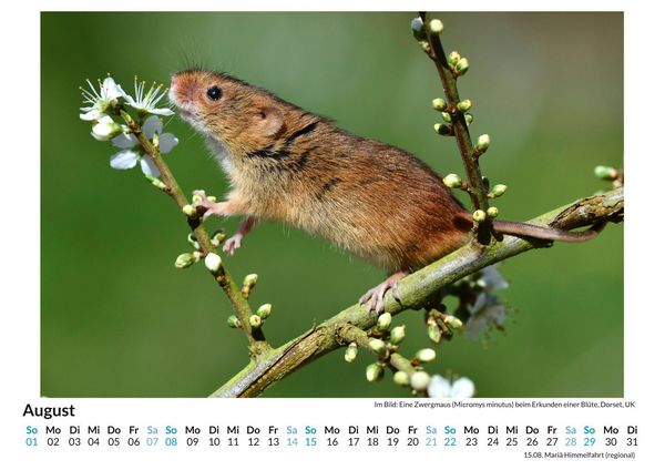 Produktbild: Tiere in der Natur