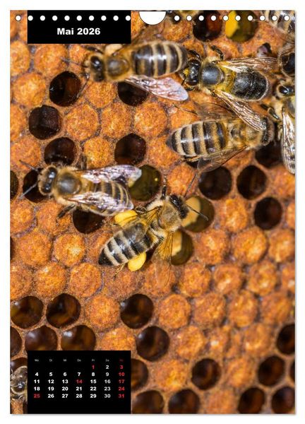 Produktbild: Bienen in ihrem geheimen Reich (Wandkalender 2026 DIN A4 hoch), CALVENDO Monatskalender