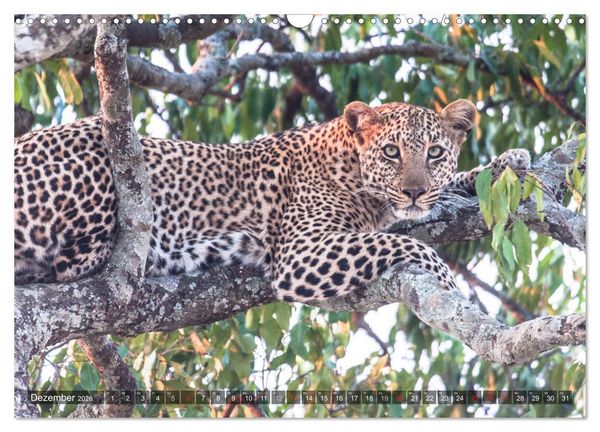 Produktbild: Leoparden - Geheimnisvolle J&auml;ger (Wandkalender 2026 DIN A3 quer), CALVENDO Monatskalender