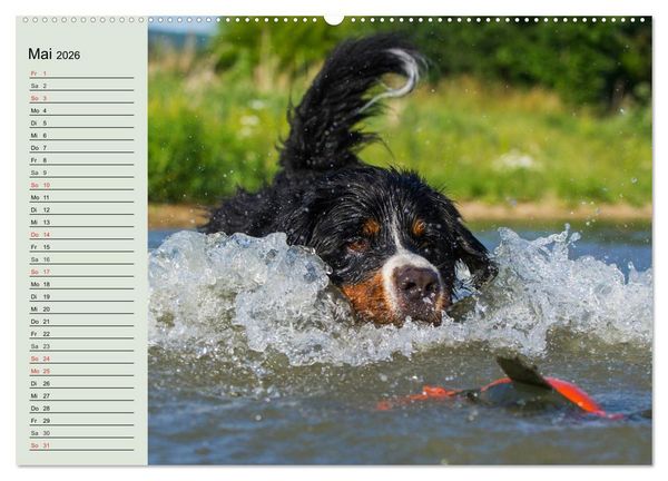 Produktbild: Berner Sennenhunde in Action (hochwertiger Premium Wandkalender 2026 DIN A2 quer), Kunstdruck in Hochglanz