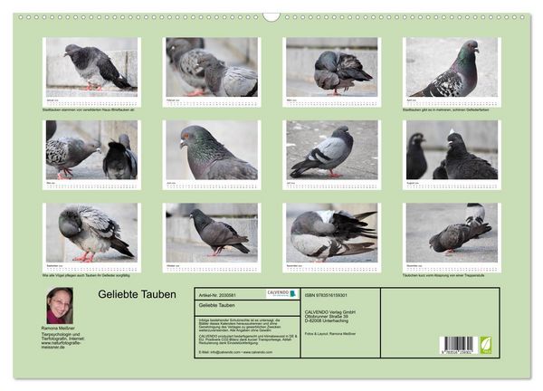 Produktbild: Geliebte Tauben (Wandkalender 2026 DIN A2 quer), CALVENDO Monatskalender