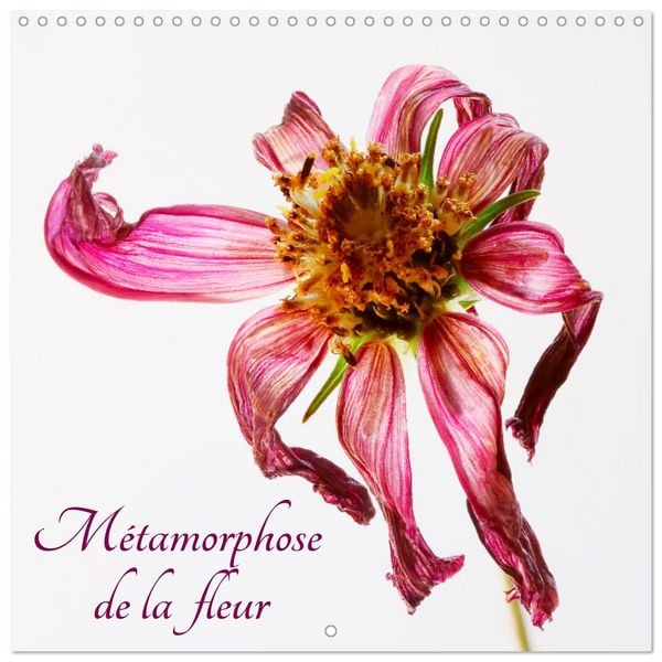 Métamorphose de la fleur (Calendrier mural carré 2026 30x30 cm) Calendrier double avec une page pour vos prises de notes