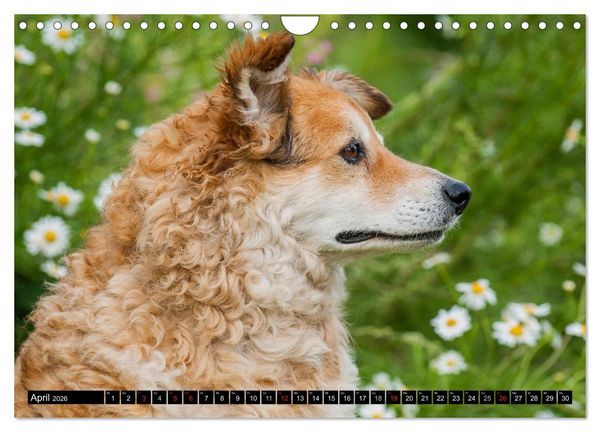 Produktbild: Altdeutsche H&uuml;tehunde - Fast vergessen (Wandkalender 2026 DIN A4 quer), CALVENDO Monatskalender