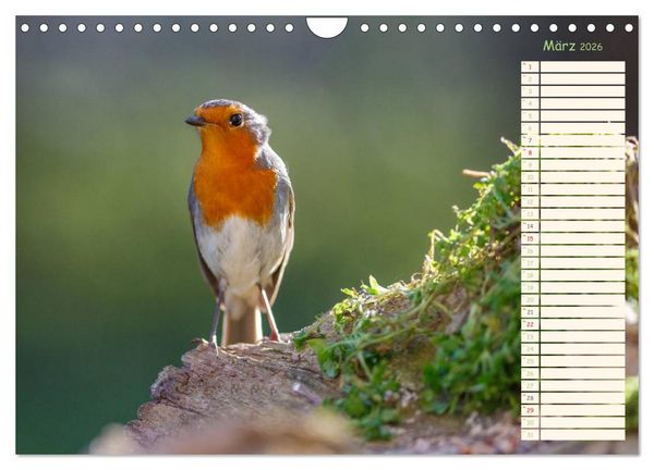Produktbild: Gefiederte Sch&ouml;nheiten - Das Rotkehlchen / Planer (Wandkalender 2026 DIN A4 quer), CALVENDO Monatskalender