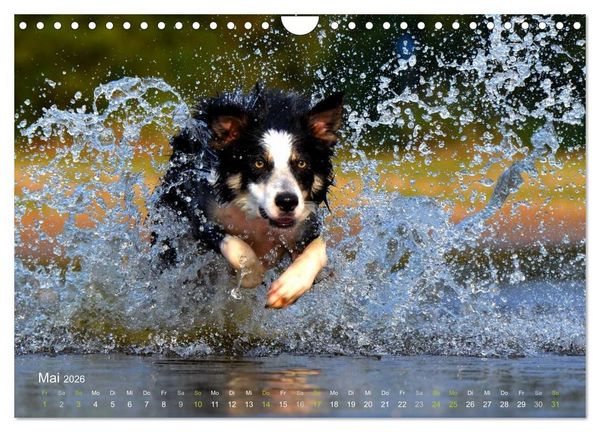 Produktbild: SPLASH - Hunde im Wasser (Wandkalender 2026 DIN A4 quer), CALVENDO Monatskalender