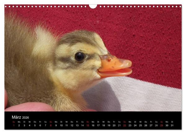 Produktbild: Laufentenk&uuml;ken - Sunny (Wandkalender 2026 DIN A3 quer), CALVENDO Monatskalender