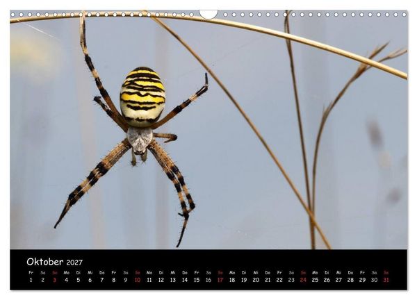 Produktbild: Heimische Spinnen (Wandkalender 2027 DIN A3 quer), CALVENDO Monatskalender